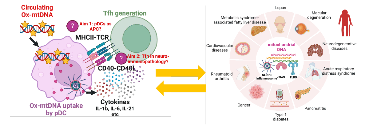 Figure 2 Illustration